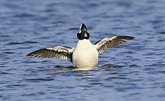 Bufflehead